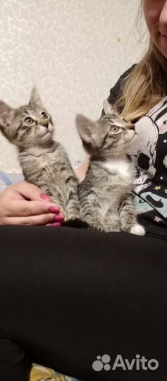 Кошка в дар