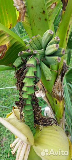 Продаю свои банановые пальмы. Не магазин