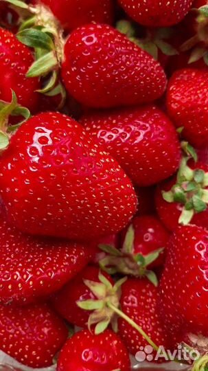 Клубника свежая без пестицидов
