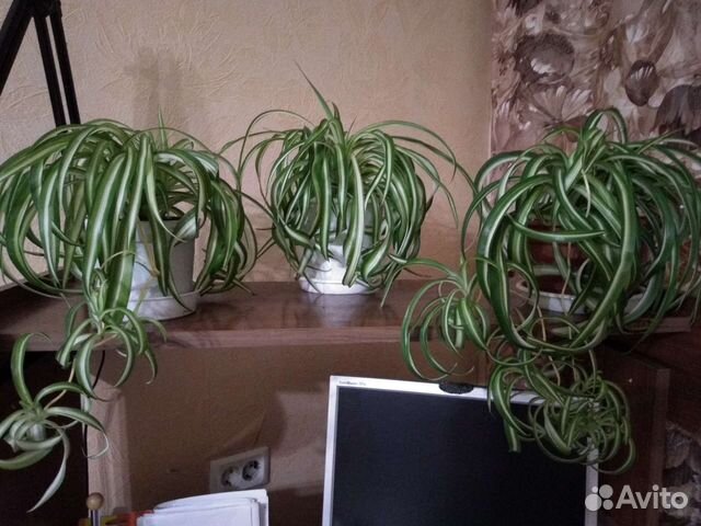 Хлорофитум кудрявый