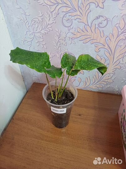 Ктенанта Бурле Маркс; Калатея Мозайка