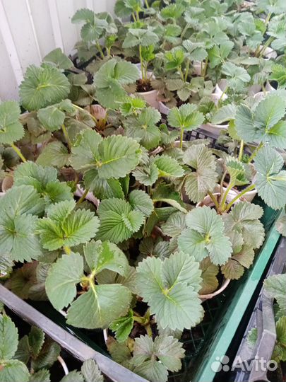 Клубника*Купчиха *