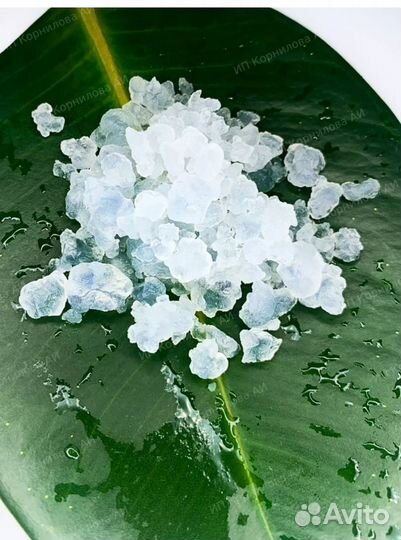 Индийский морской рис