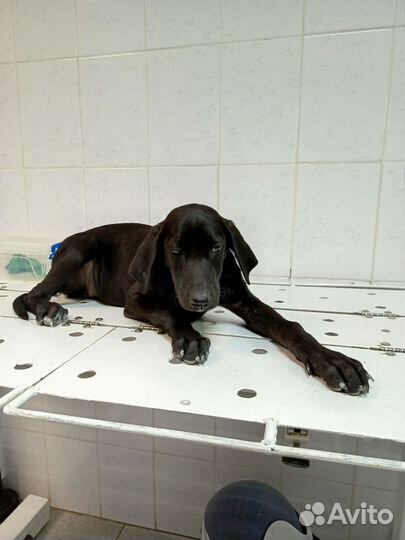 Курцхаар 3 месяца