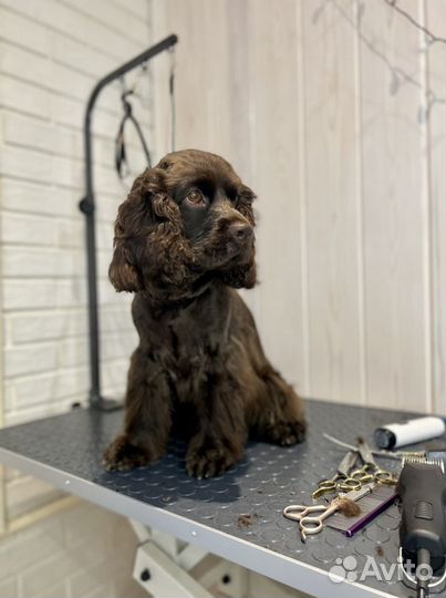 Груминг стрижки собак