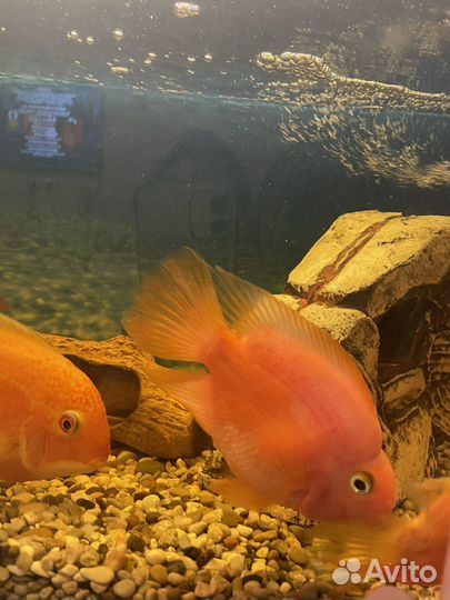 Рыба красный попугай цихлида