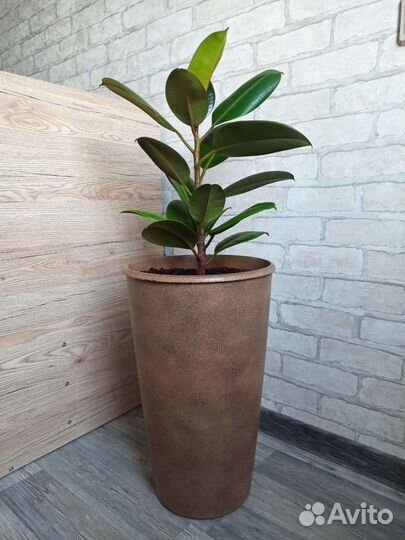 Фикус каучуконосный