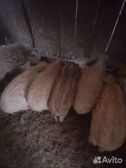 Поросята венгерской мангалицы