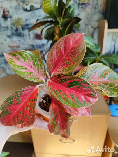 Аглаонемы разные