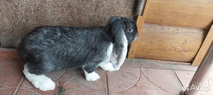 Французский баран