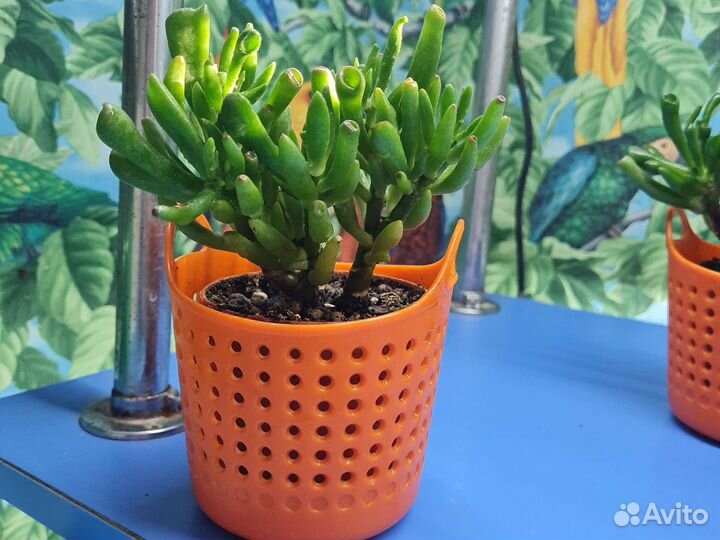 Крассула хоббит