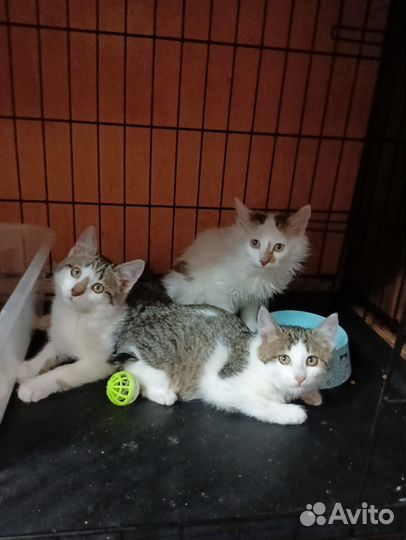 Славные котятки