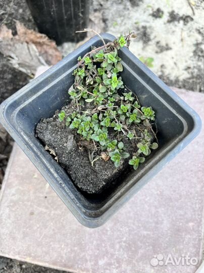 Тимьян (Чабрец) ползучий