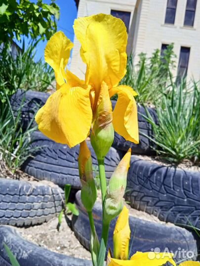 Продам или обменяю крупные жёлтые ирисы