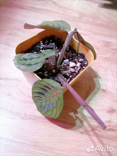 Растение Маранта Фасцинатор Триколор