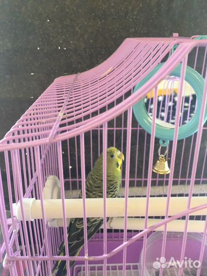 Волнистый попугай