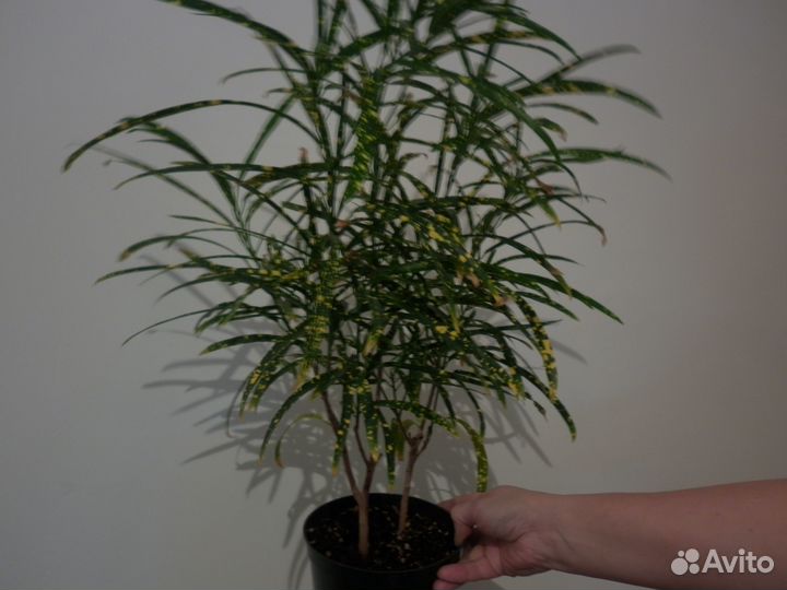 Кодиеум, фикус, мирт/Доставка