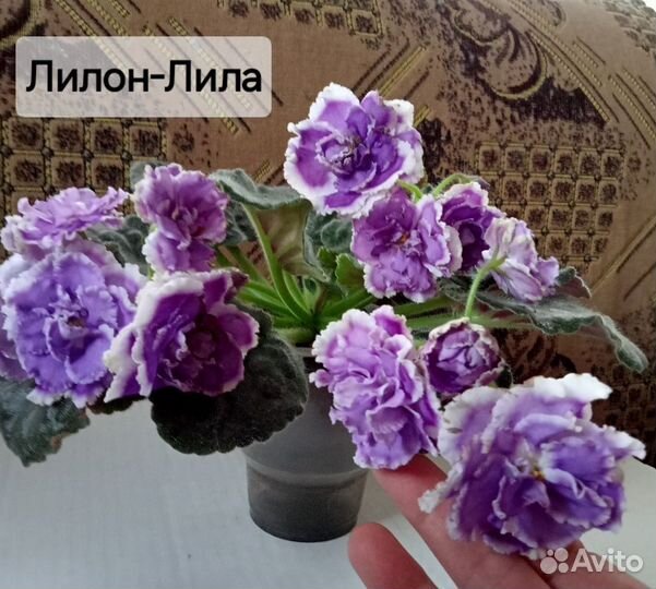 Сортовые Фиалки (10 сортов)