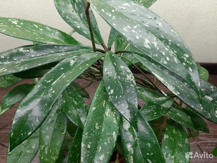 Хойи на срез