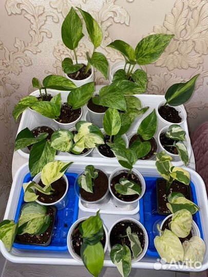 Сциндапсусы сортовые