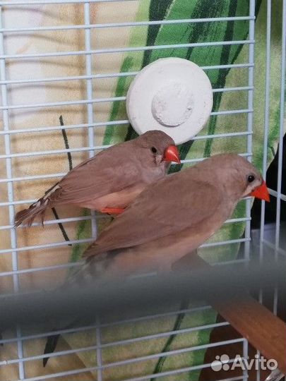 Зебровые амадины