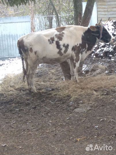 Мясо говядина домашняя