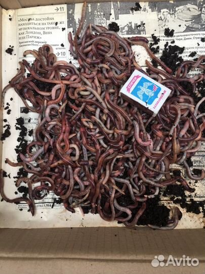 Червь дендробена