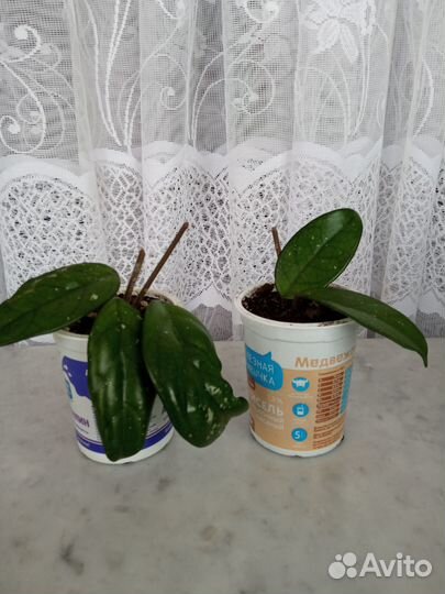 Хойя - восковой плющ