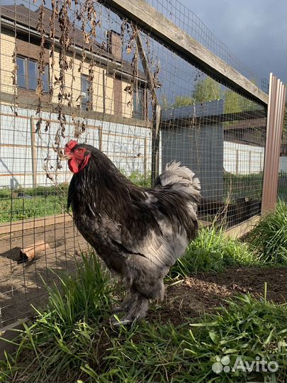 Петух брама