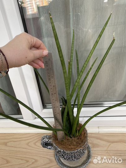 Сансевиерия цилиндрика