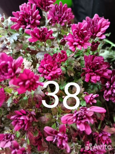 Хризантемы мультифлора