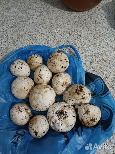 Гриб веселка