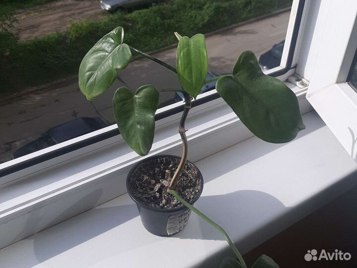 Излишки комнатных цветов