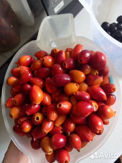 Шиповник, черноплодка