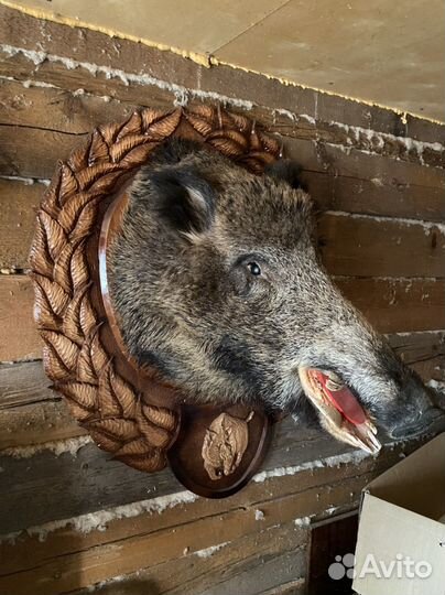 Чучела животных