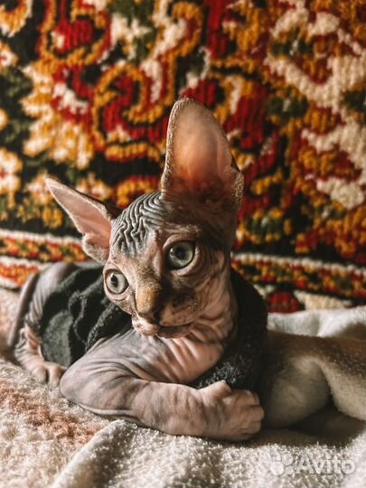 Котенок Канадский сфинкс девочка
