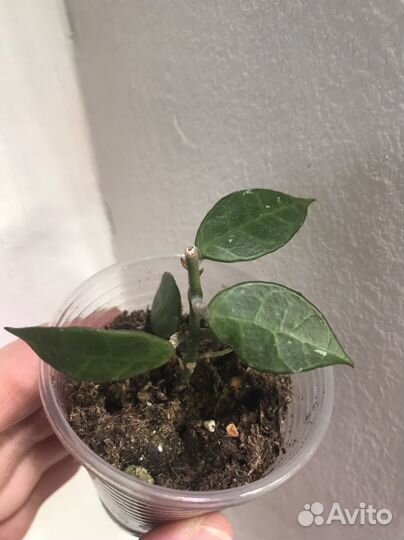 Хойи сортовые