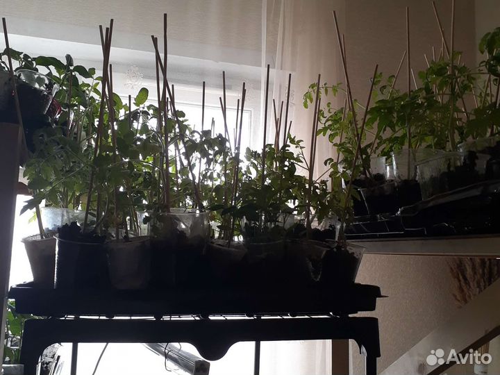 Рассада помидор и перцев