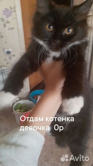 Отдам в добрые руки котенка девочка