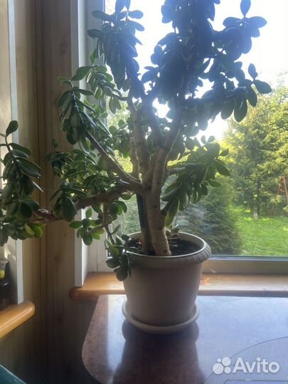 Денежное дерево 80 см