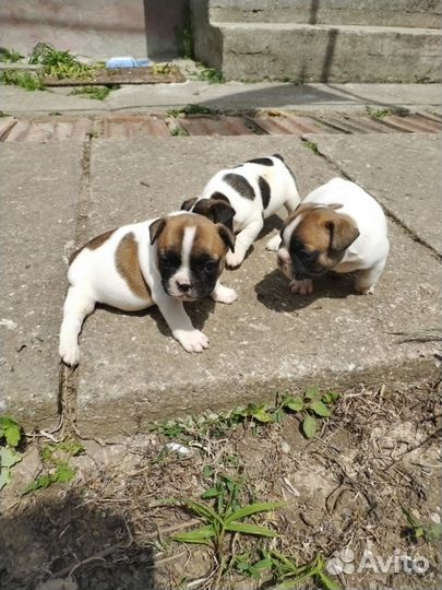 Французский бульдог