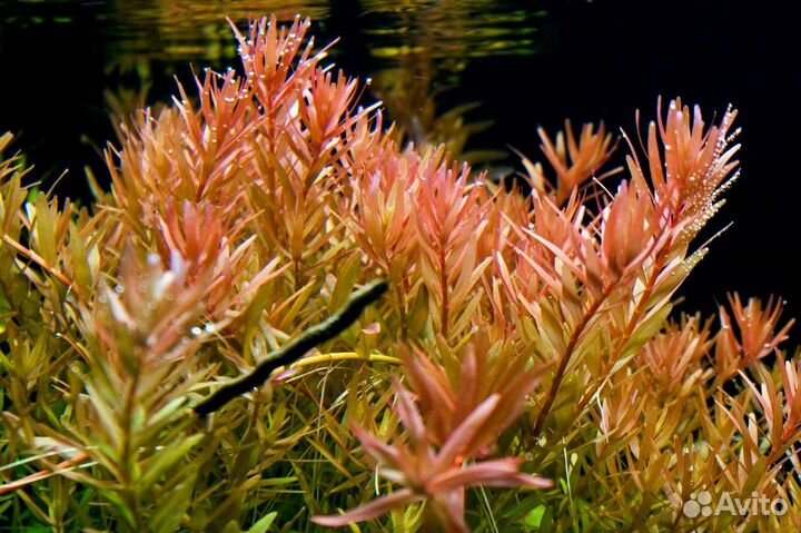 Аквариумные растения большими пучками