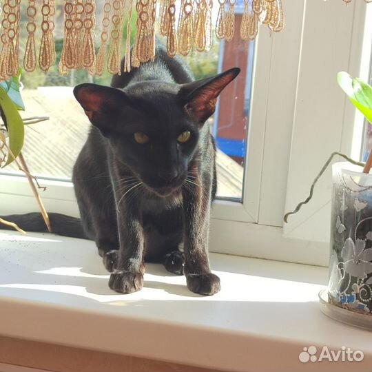 Ориентальные котята