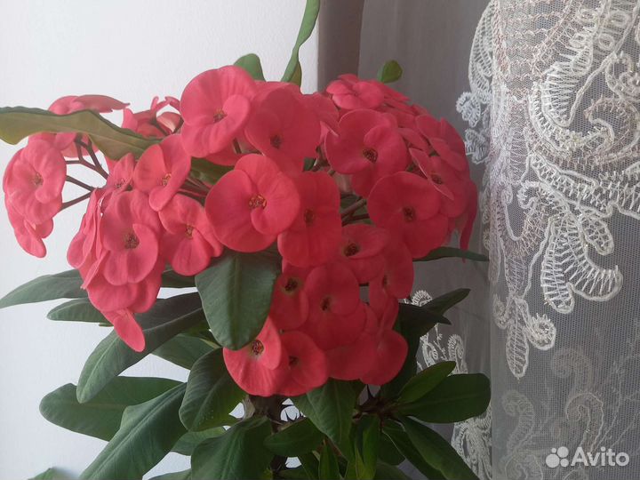 Молочай