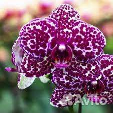 Орхидея фаленопсис Lioulin Wild cat