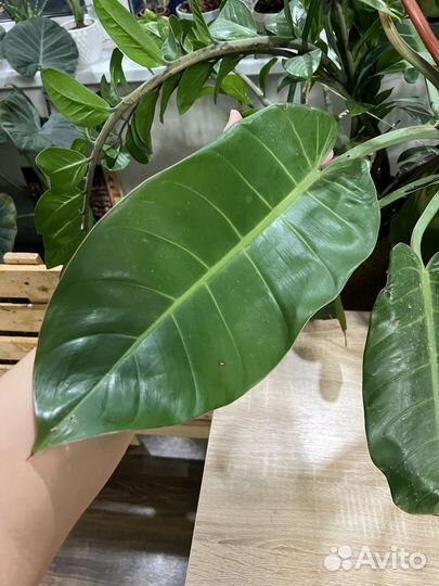 Филодендрон принц оранж