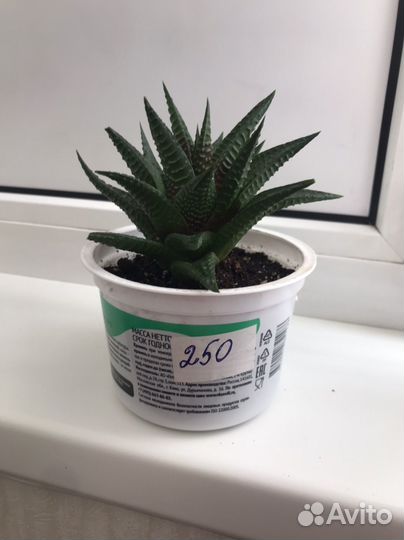 Сукулент Хавортия Лимифолия