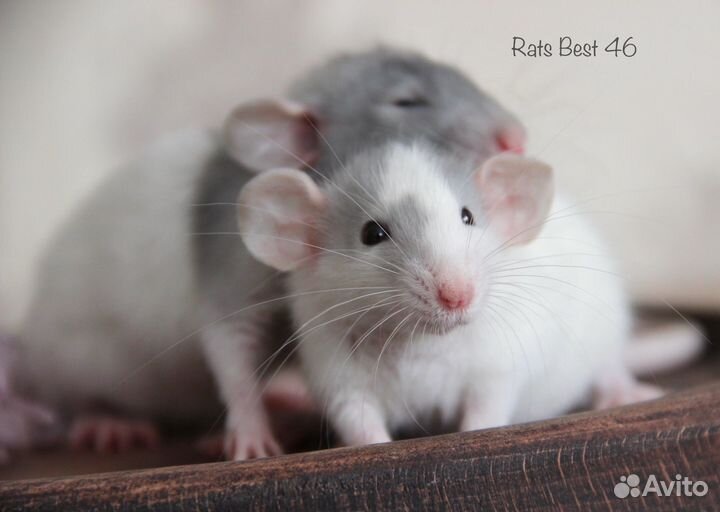 Крысята девочки от Rats Best