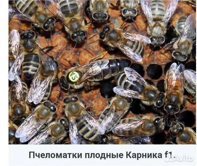 Пчеломатки карника 2023