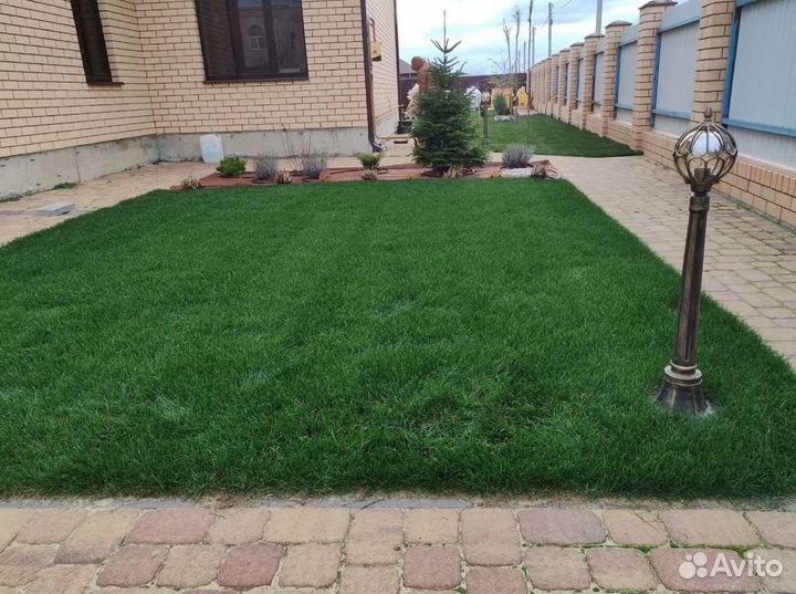 Рулонный газон 3-х летний